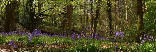 This landscape photograph captures a vibrant scene of bluebells amongst trees in a wood during a spring morning. The sunlight filters through the fresh, green leaves, creating dappled patches of light on the forest floor, which is carpeted with blooming bluebells and other spring plants. The trees, with their moss-covered trunks and budding foliage, add depth and texture to the image, highlighting the beauty of the wood in springtime. The combination of the densely growing plants and the magnificent spread of bluebells presents a classic representation of a British woodland during the peak of spring.